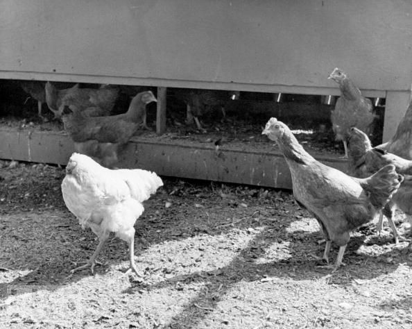 Foto de Mike, o frango sem cabeça em um galinheiro com outras galinhas